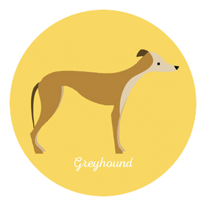 Hundkapplöpning Greyhound