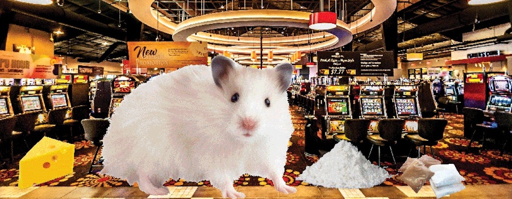 Råttor höga på kokain tar dåliga beslut när de spelar casino