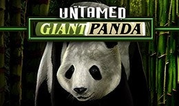 Untamed Giant Panda