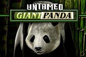 Untamed Giant Panda